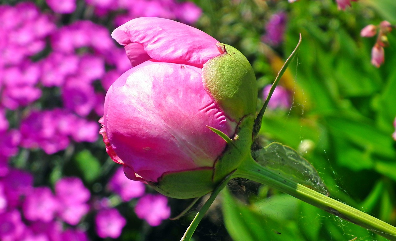 flower  peony  blossomed free photo