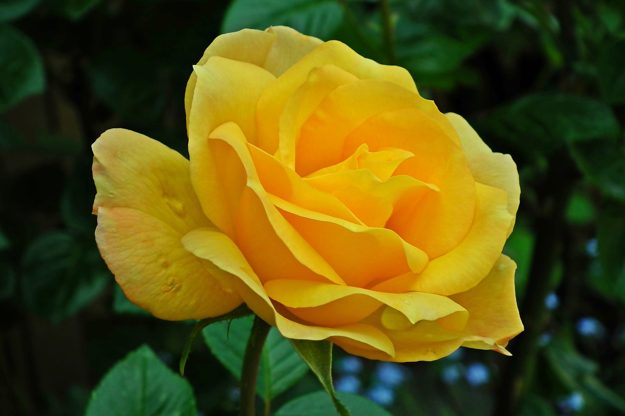 flower  rose  yellow free photo