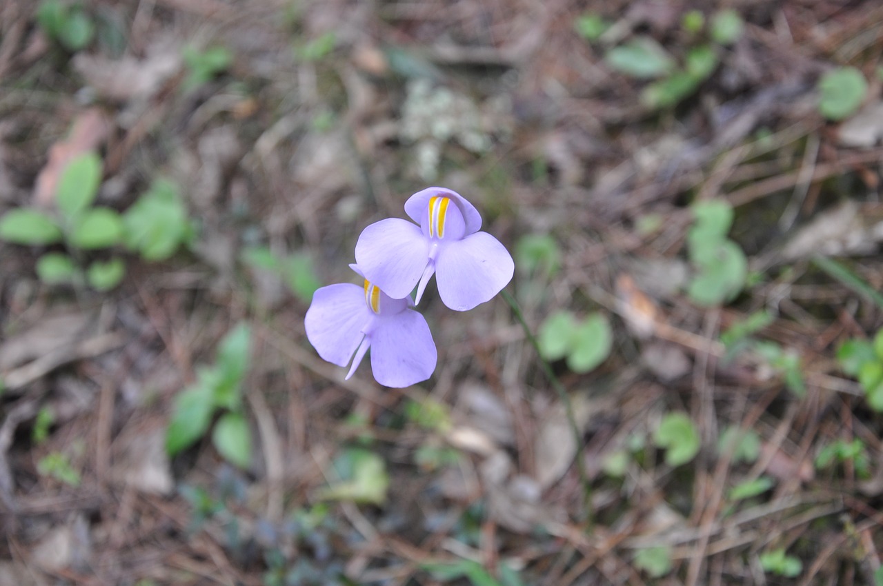 flower  purple  nature free photo