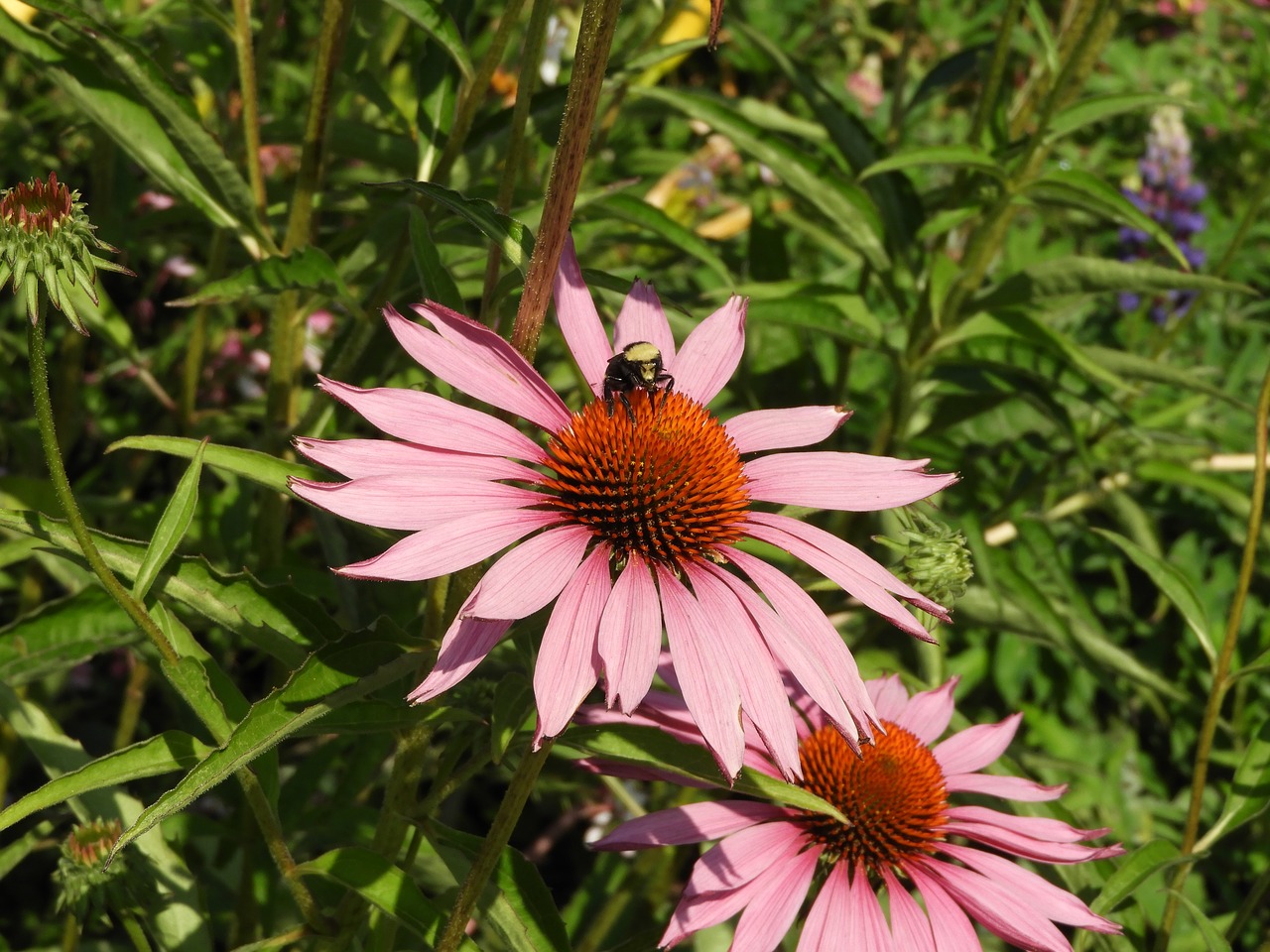 flower  bee  bumblebee free photo