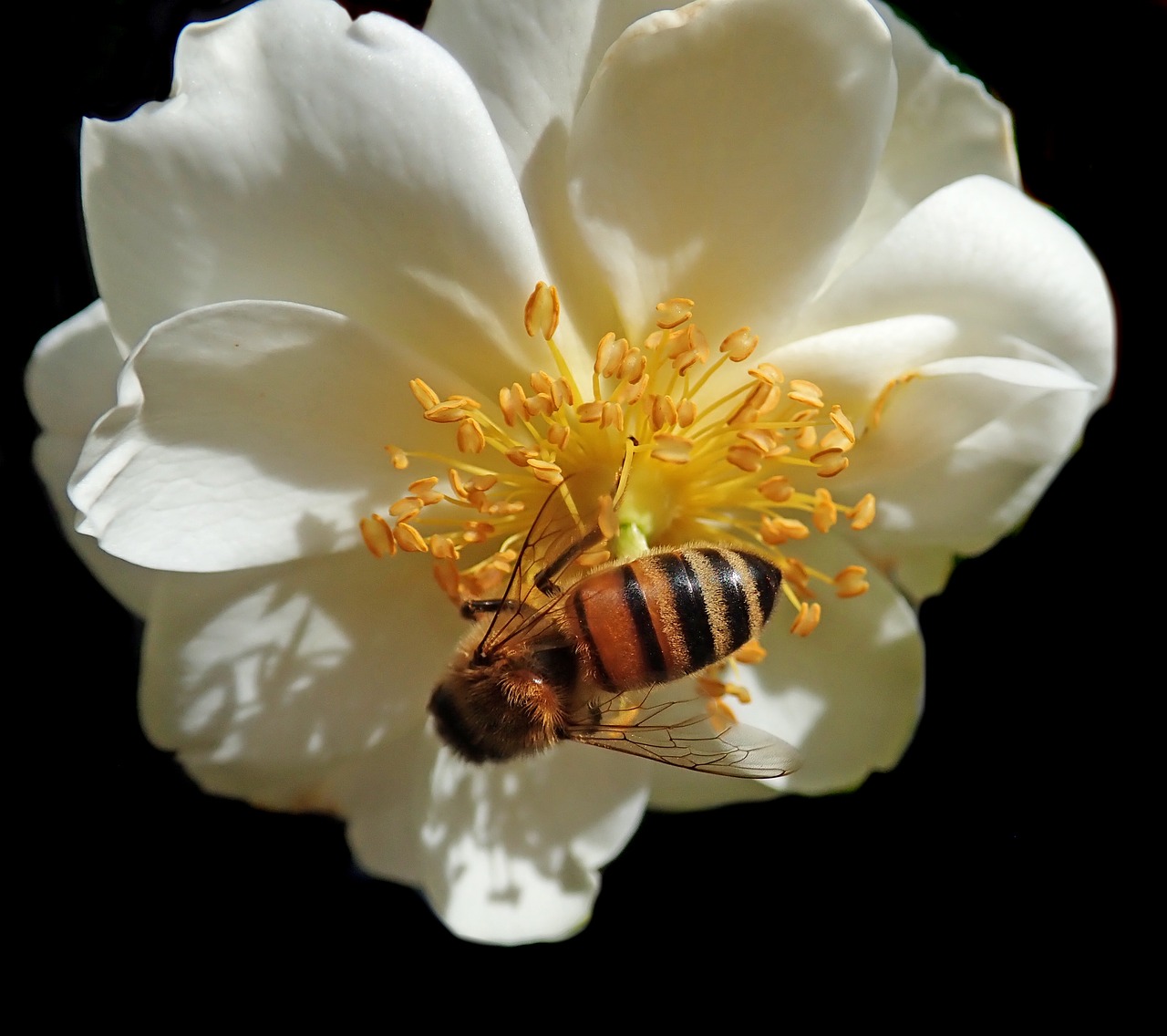 flower  rose  insect free photo