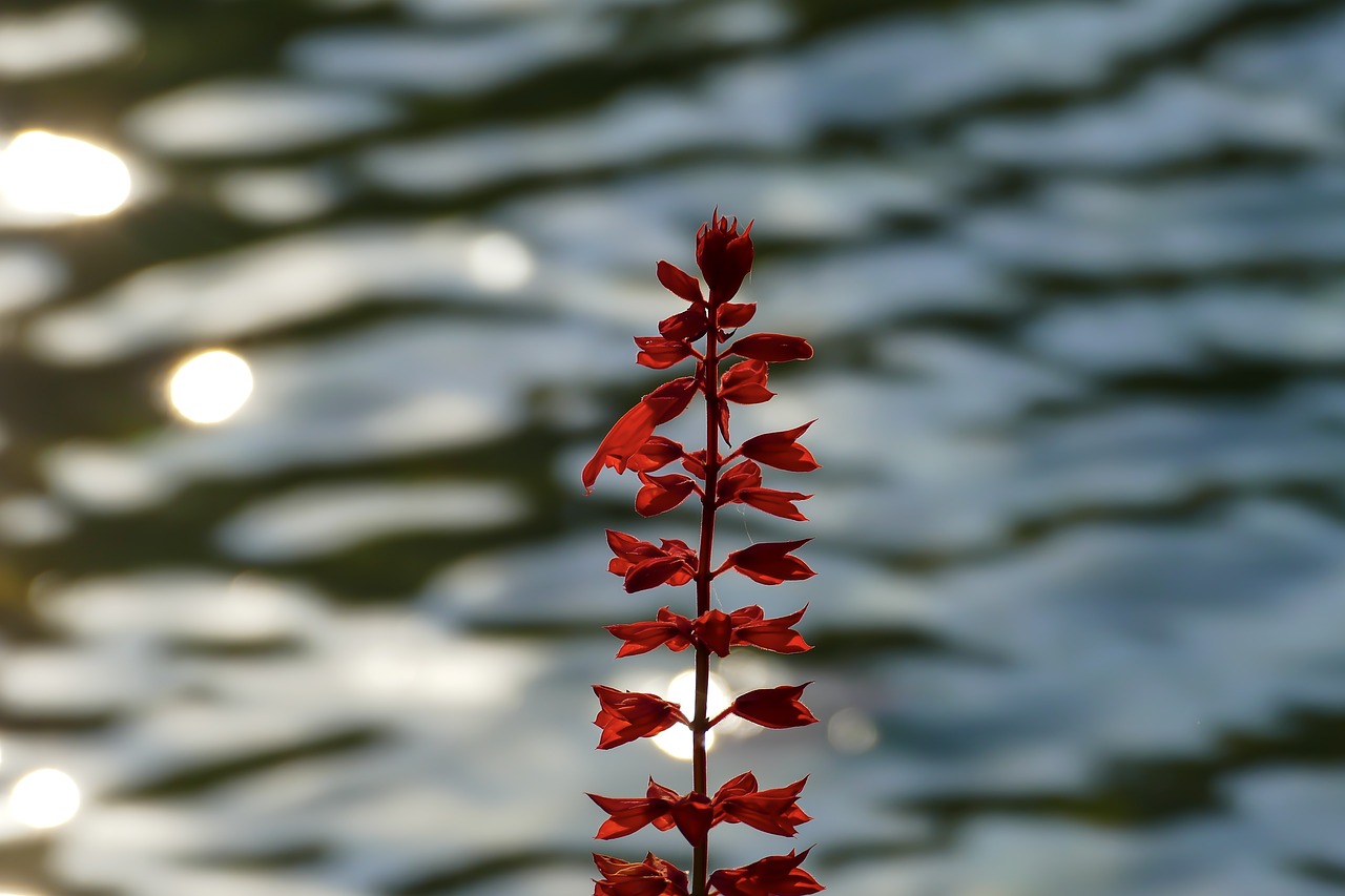 flower  water  nature free photo