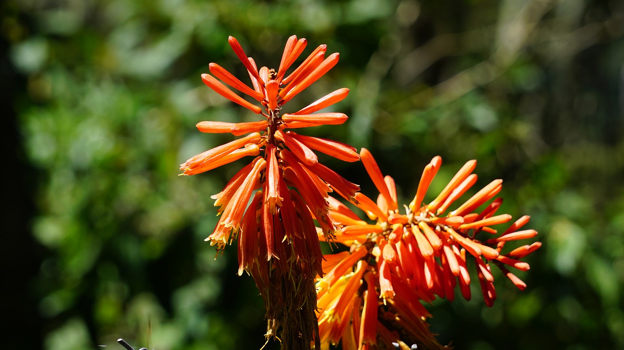 flower  tropical  nature free photo