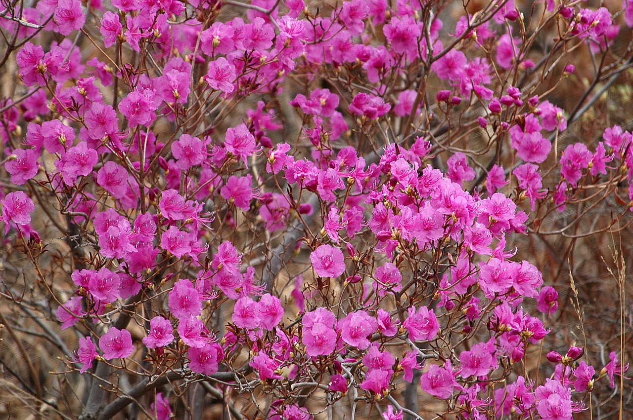 flower  mountain  wild flowers free photo