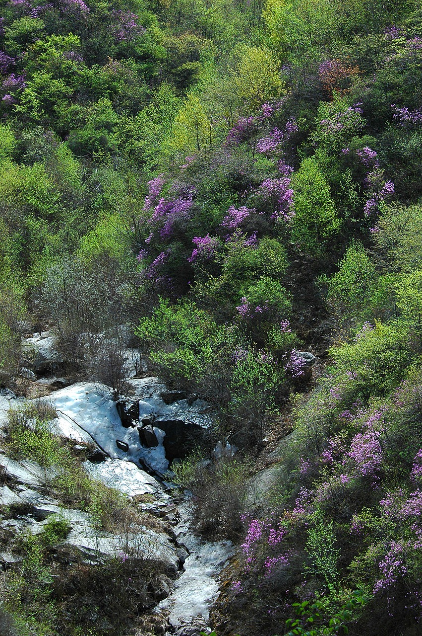 flower  mountain  wild flowers free photo