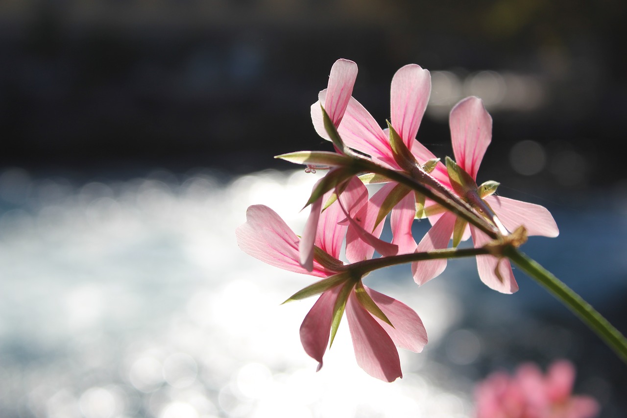 flower  blossom  bloom free photo