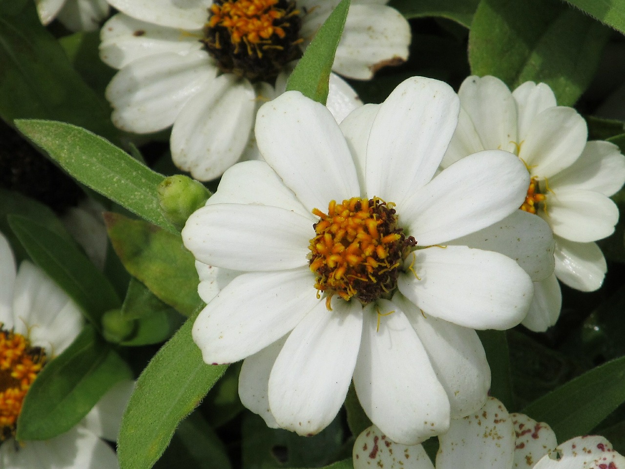 flower petals pollen free photo