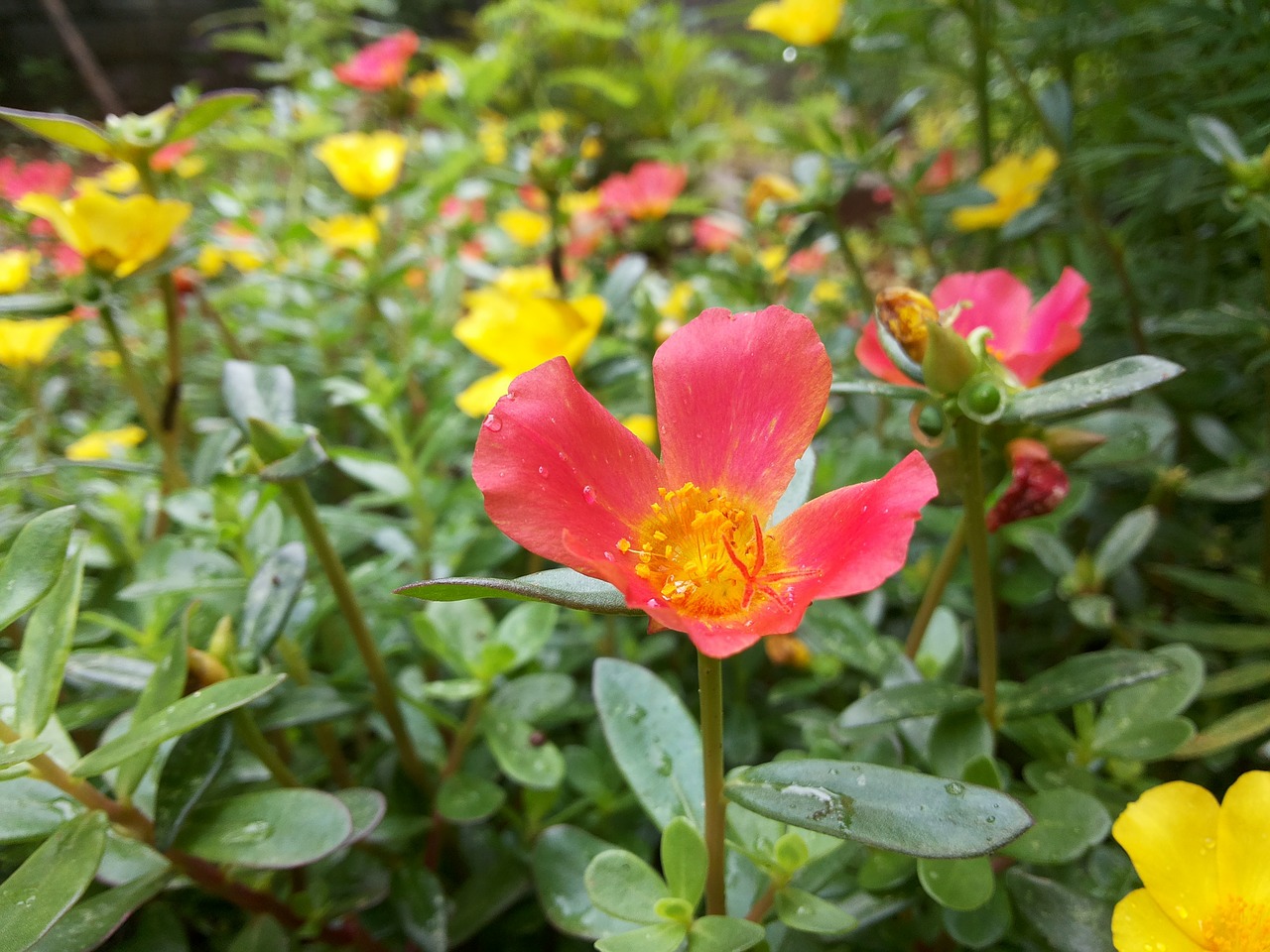 flower red nature free photo