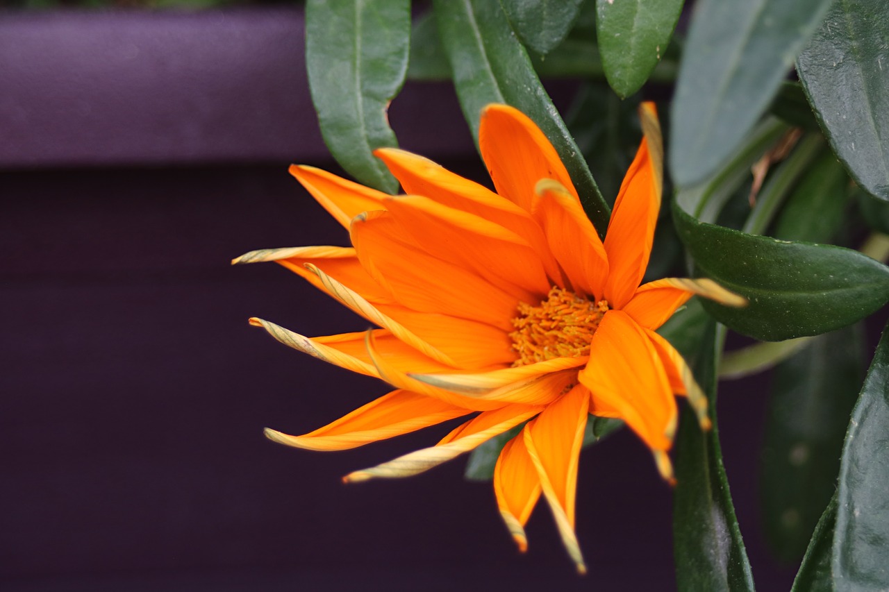 flower  nature  orange free photo