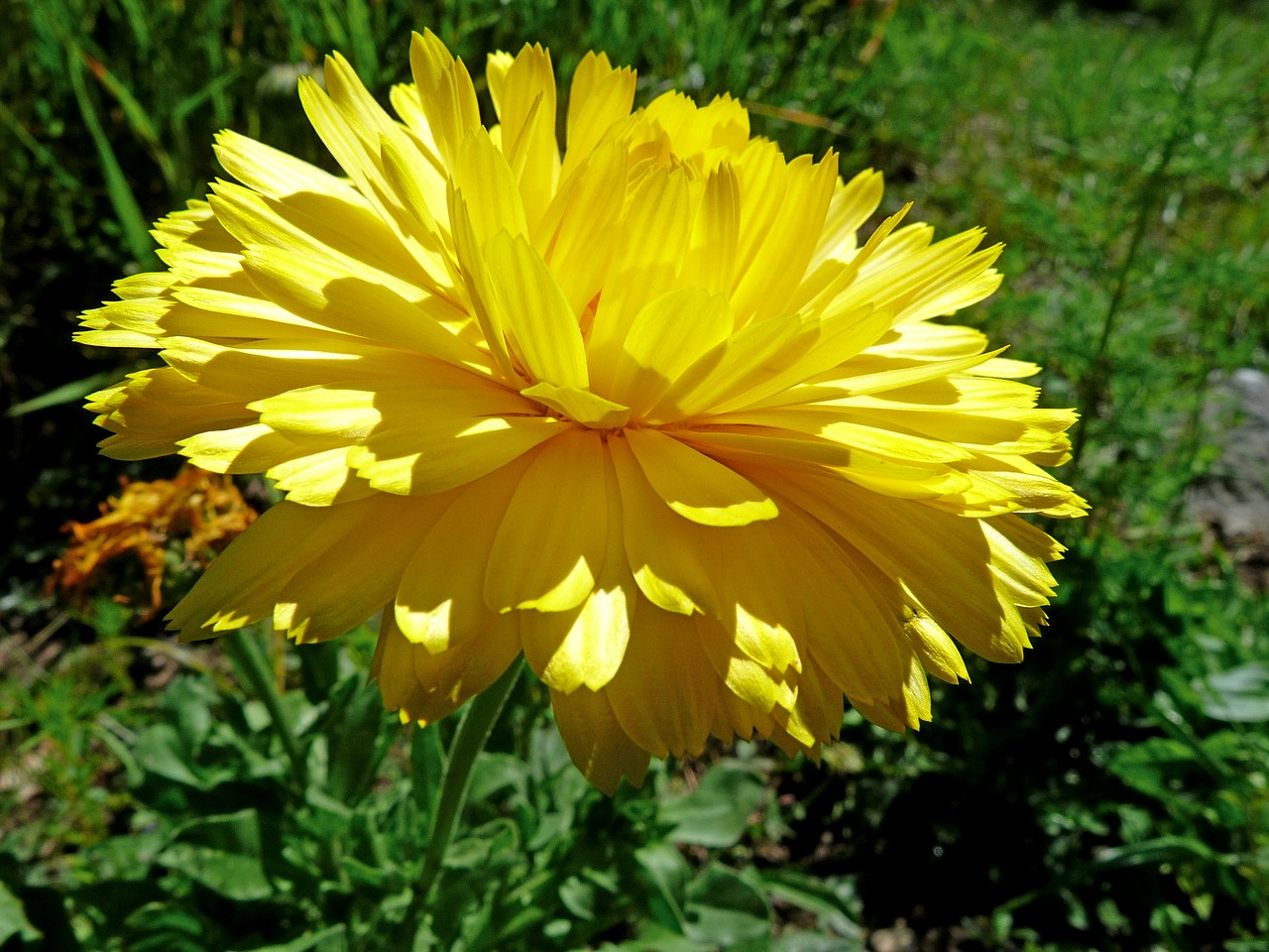 flower yellow nature free photo