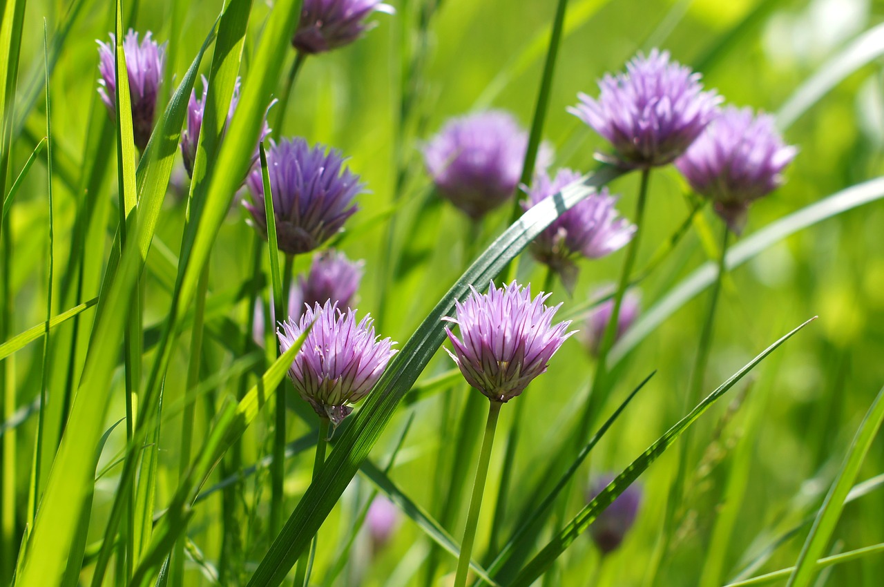 flower  clover  violet free photo