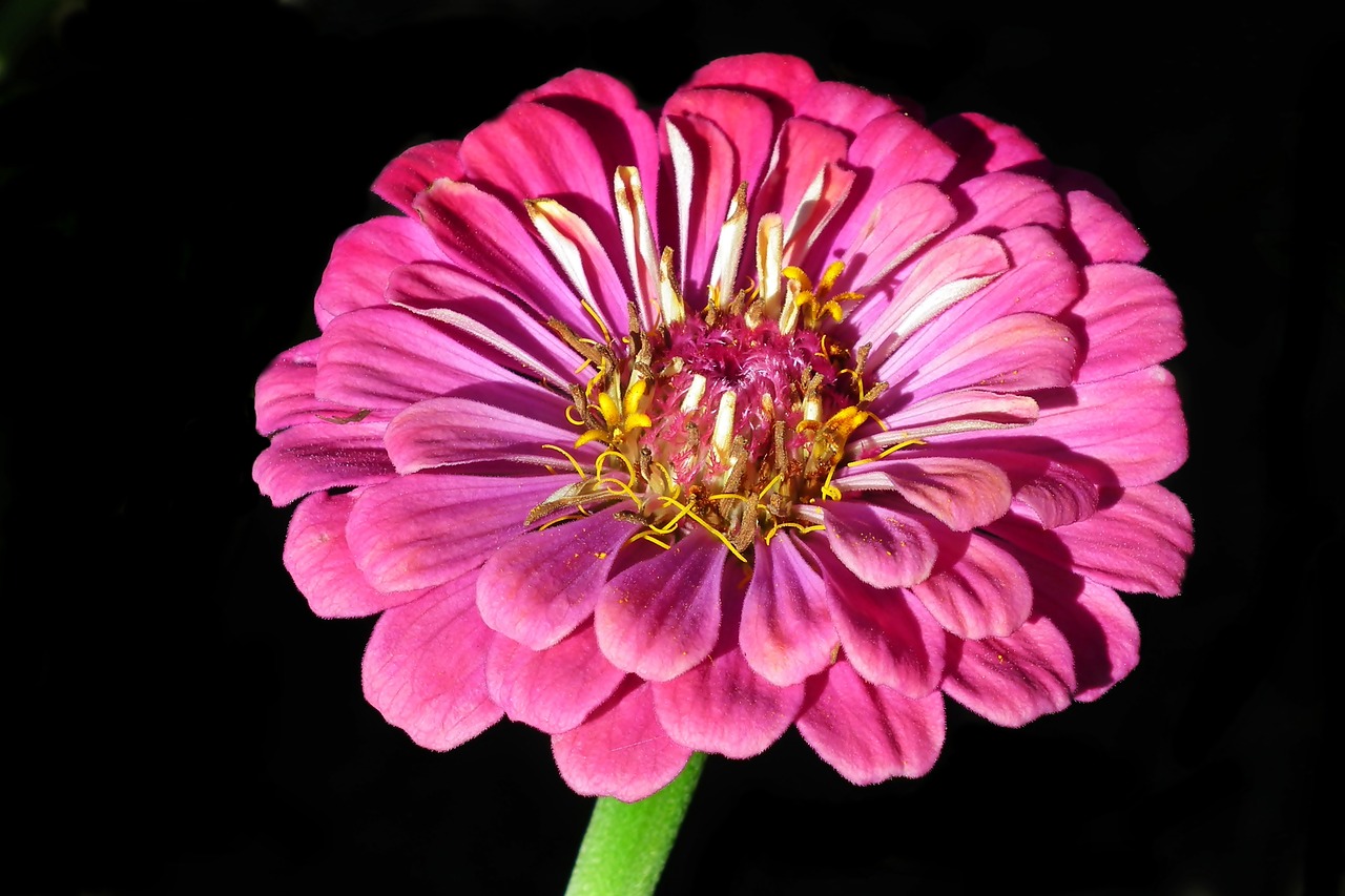 flower  zinnia  garden free photo