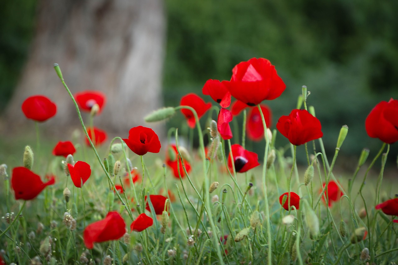 flower  red  nature free photo