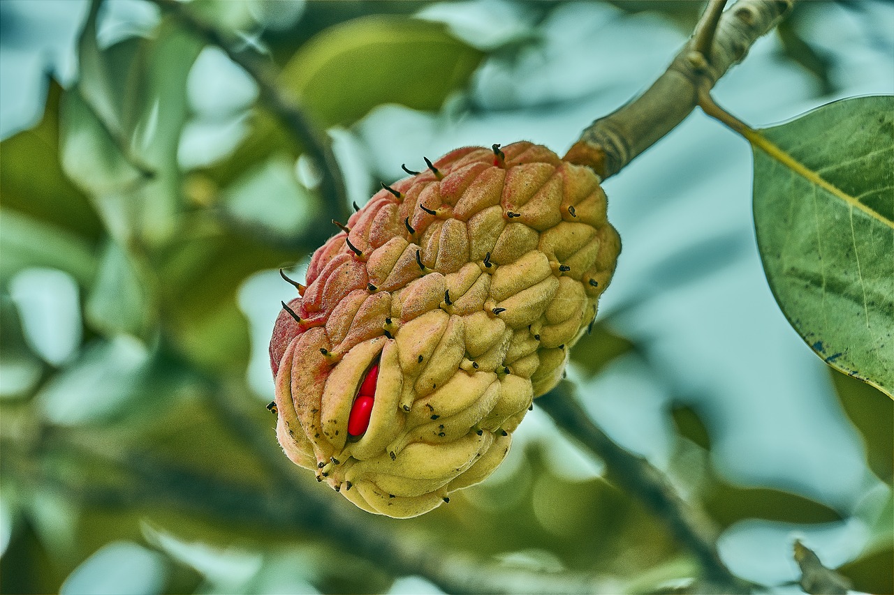 flower  fruits  plant free photo