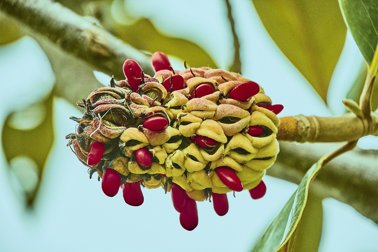 flower  fruits  plant free photo