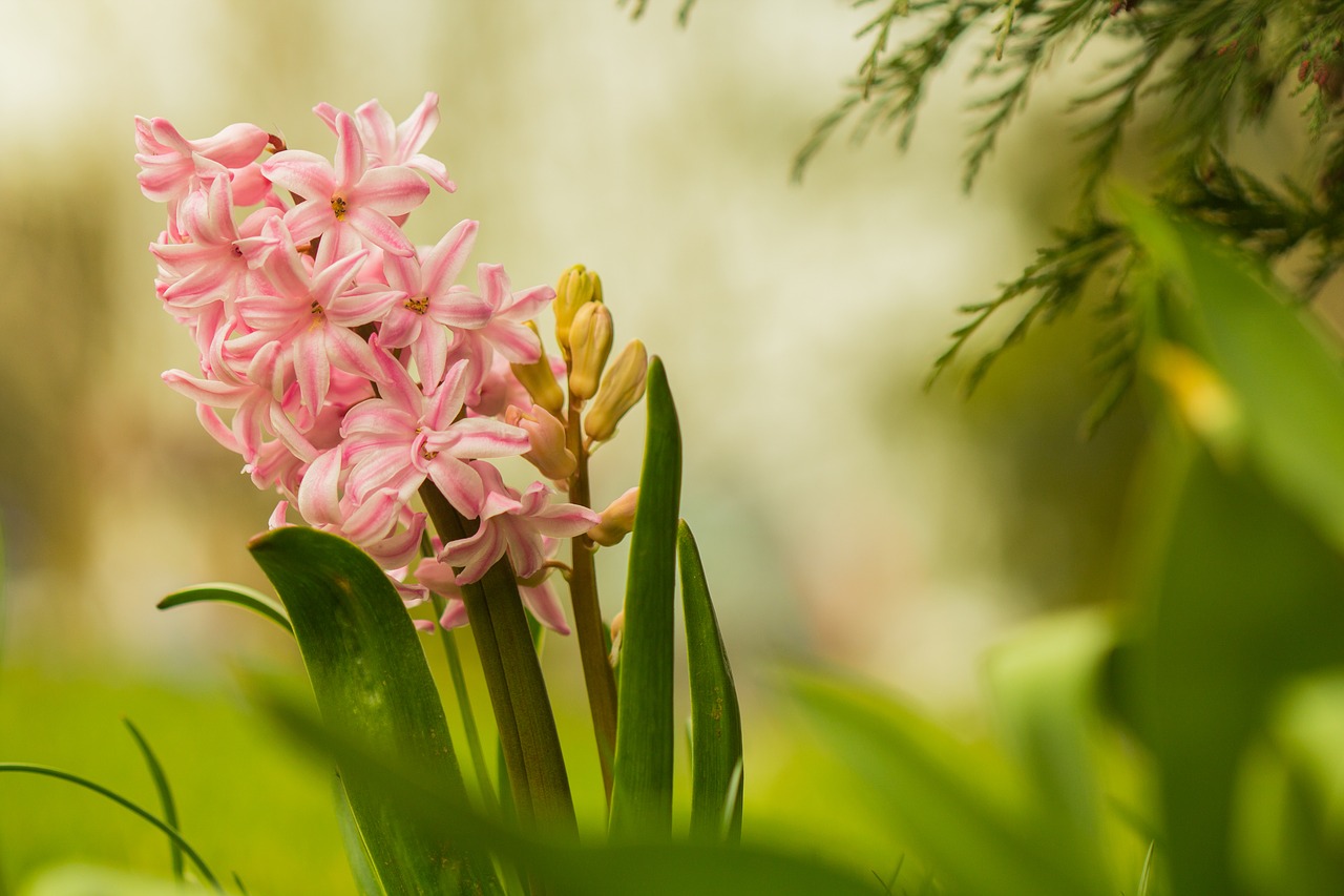 flower  garden  macro free photo