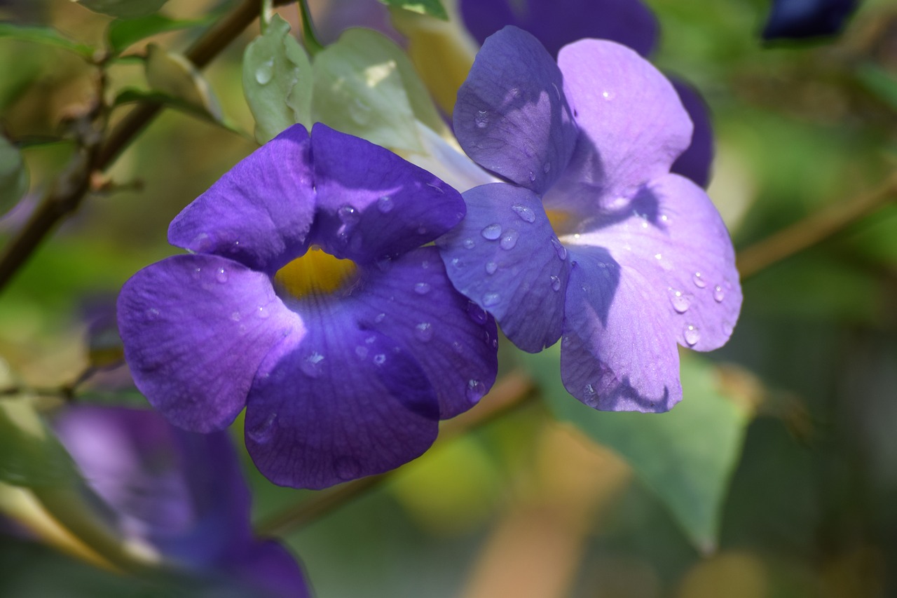 flower  purple  nature free photo