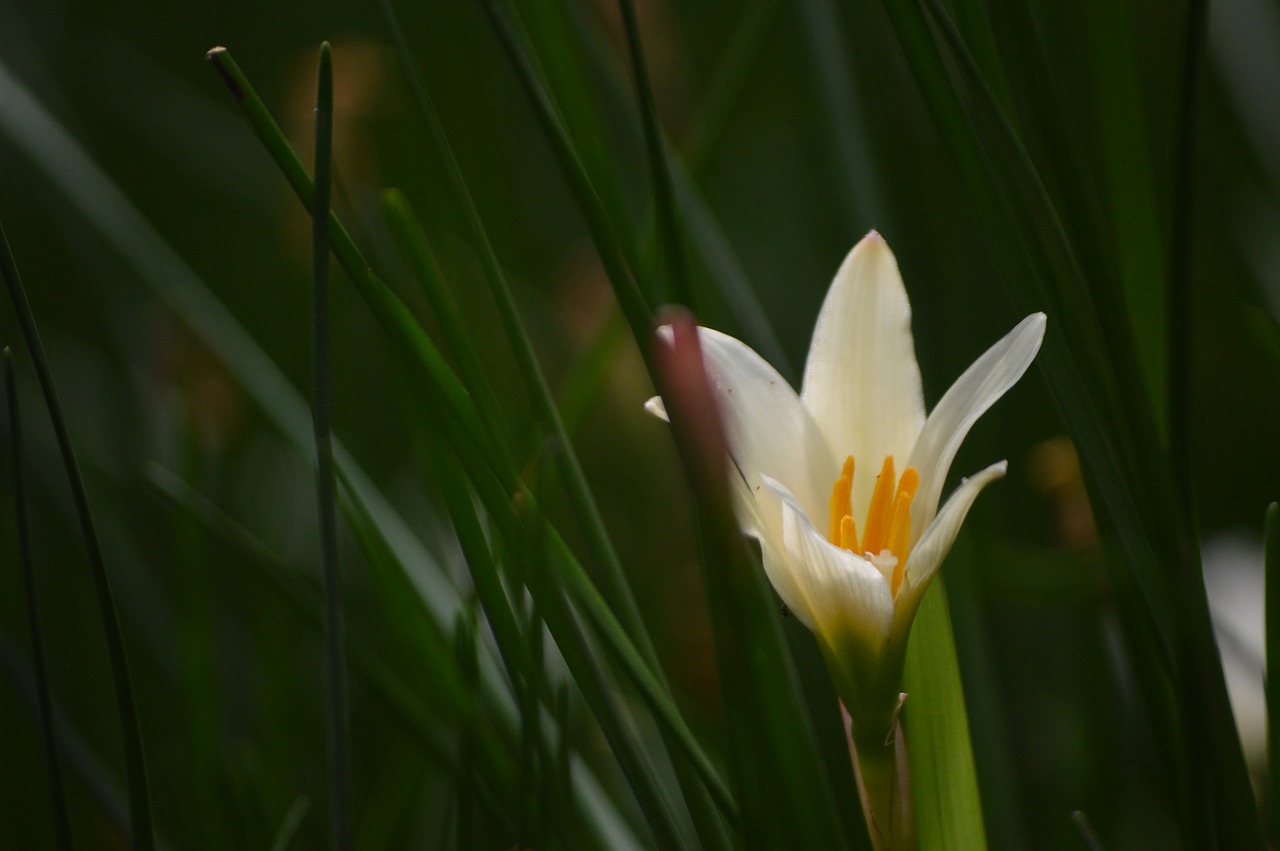 flower  macro  white free photo