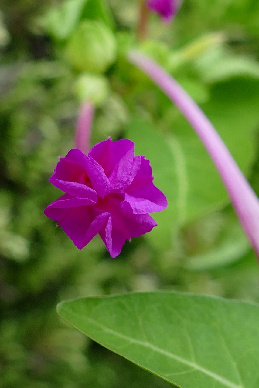 flower  flora  purple free photo