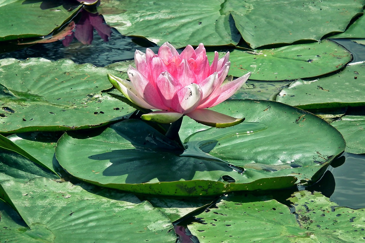 flower  water lilies  nature free photo