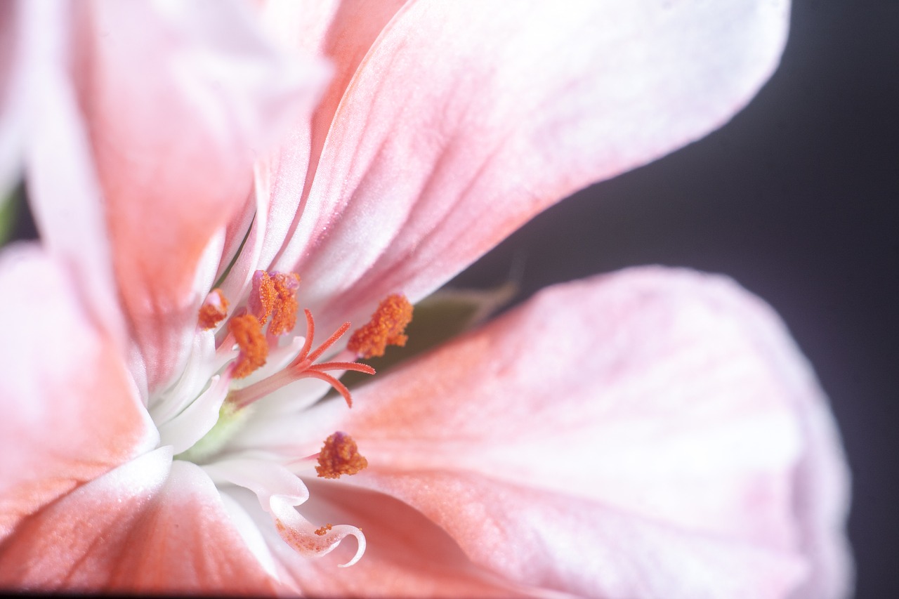 flower  macro  nature free photo