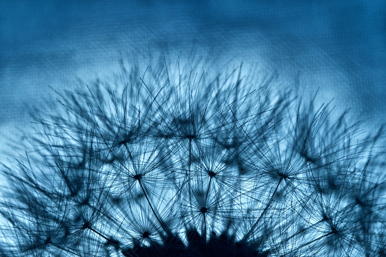 flower  dandelion  plant free photo