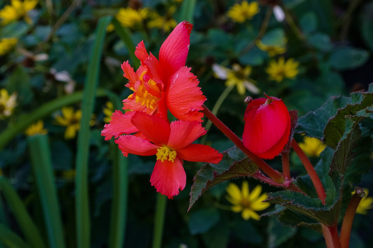 flower  color  red free photo