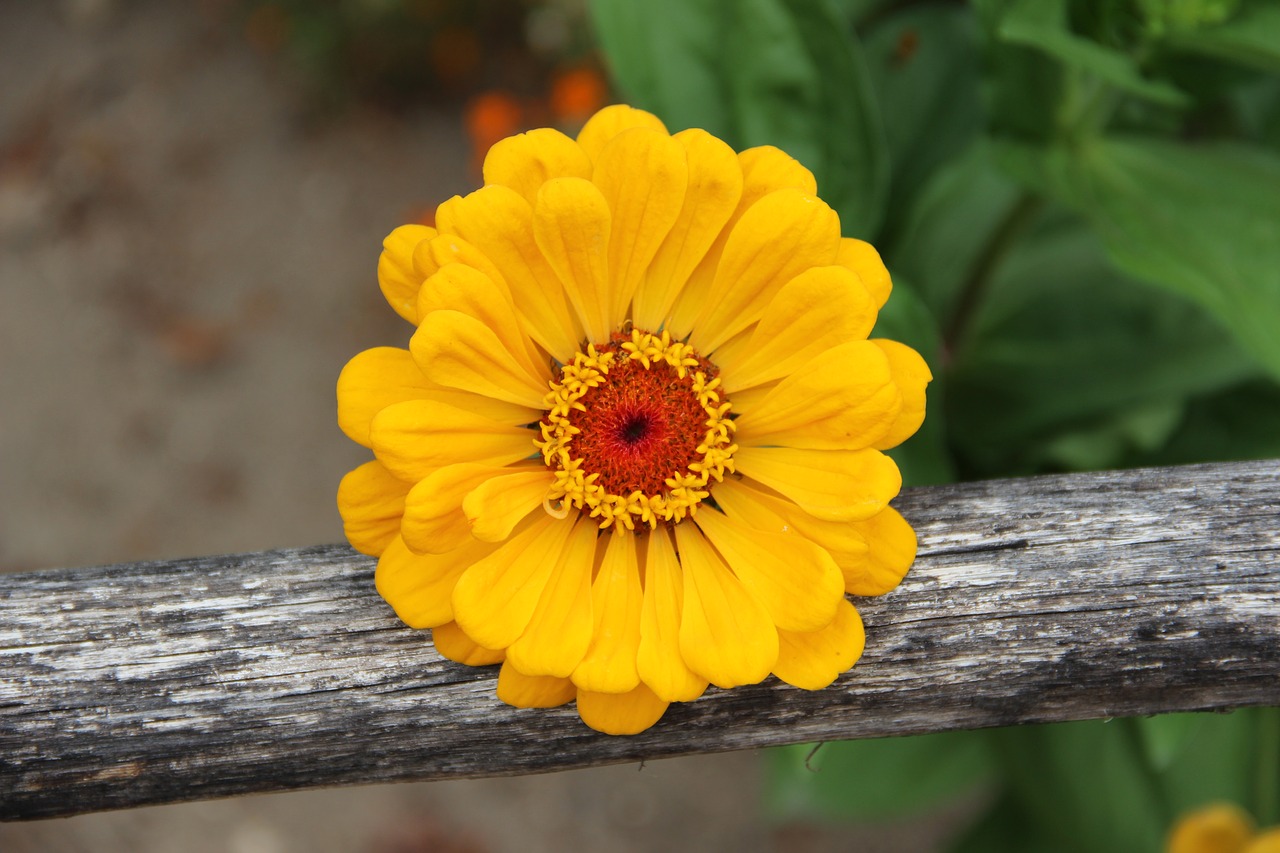 flower  yellow  nature free photo