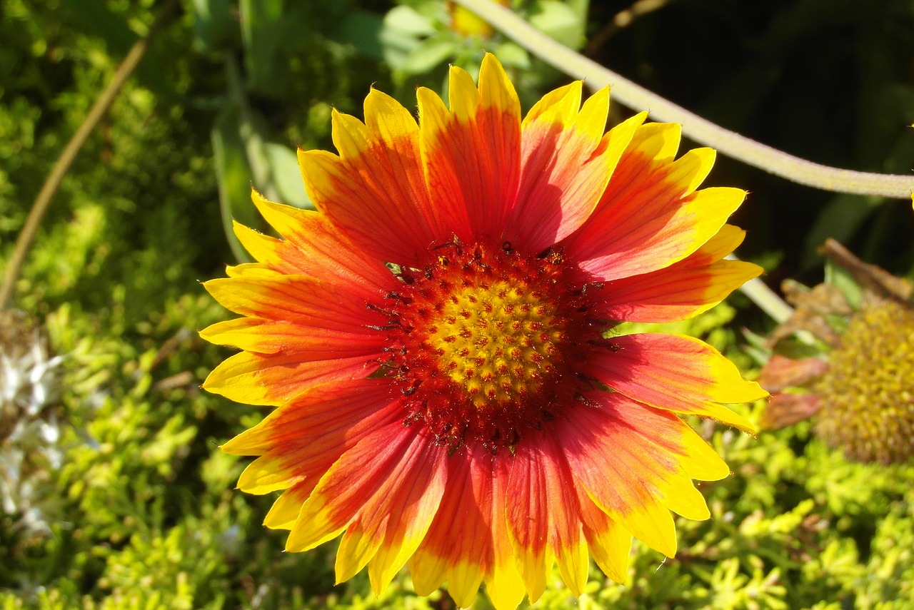 flower  orange-yellow  garden free photo