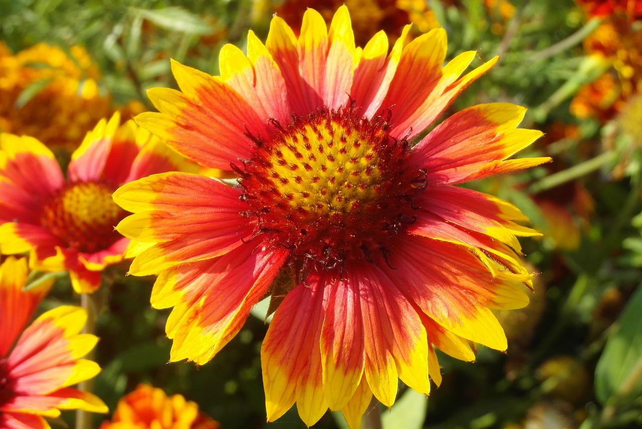 flower  orange-yellow  garden free photo