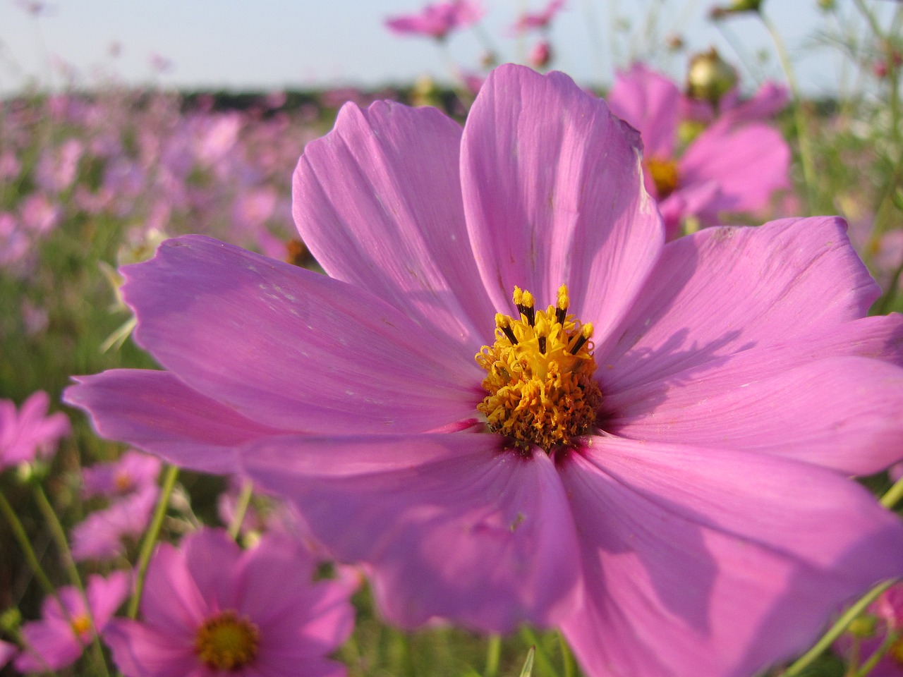 flower  pink  bright free photo