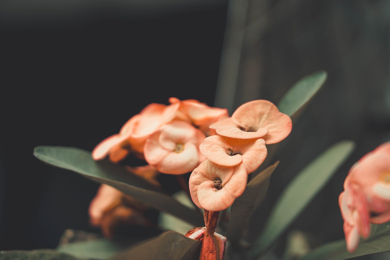 flower  petal  love free photo