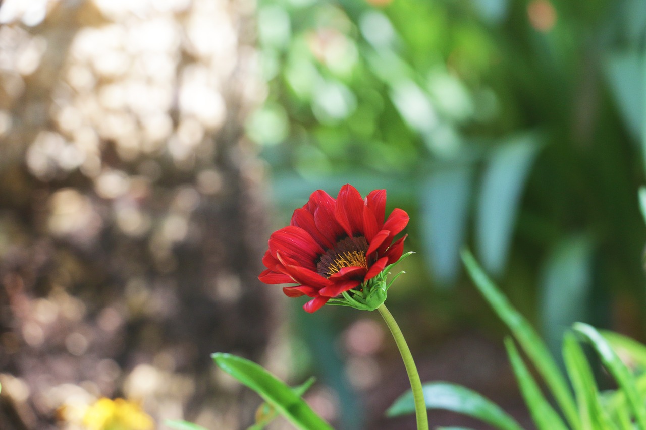 flower  bud  flora free photo