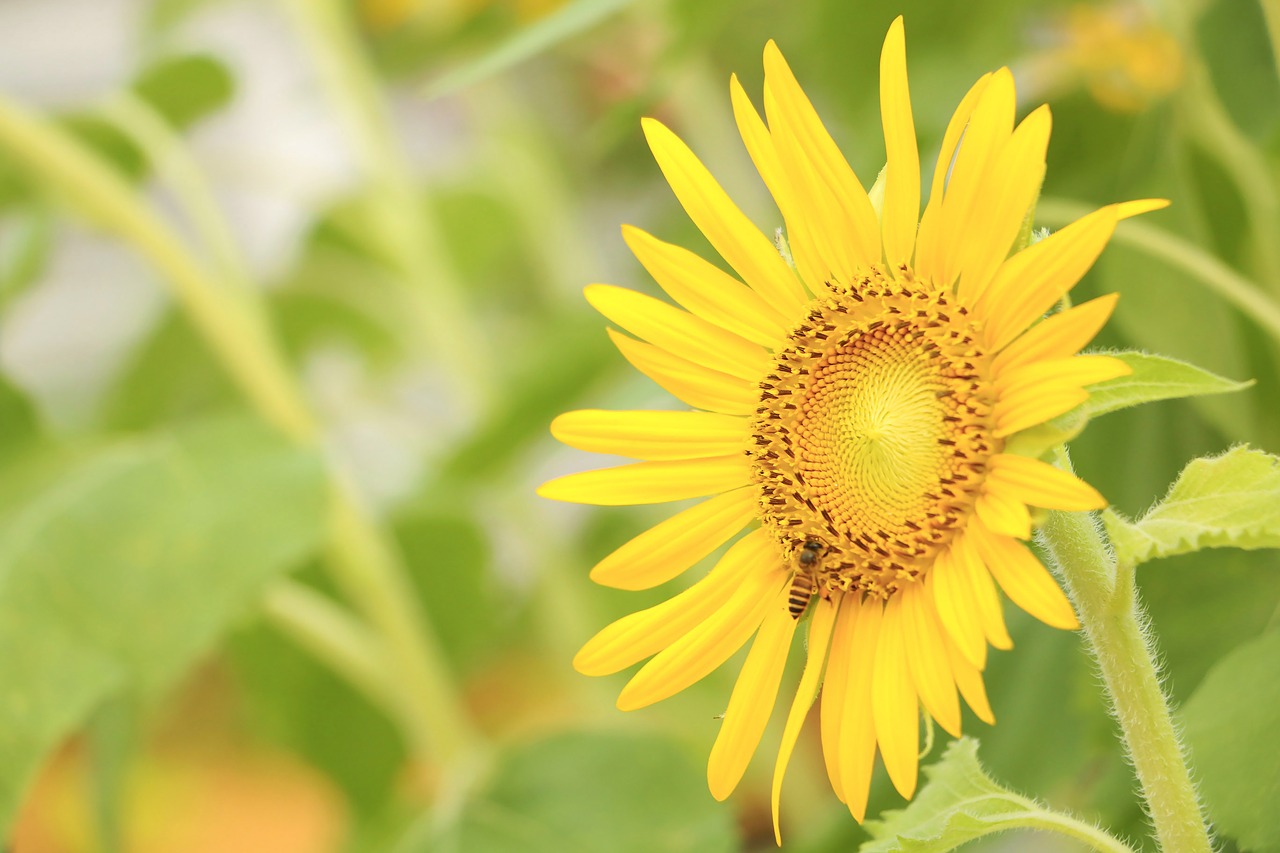 flower  sunflower  yellow free photo