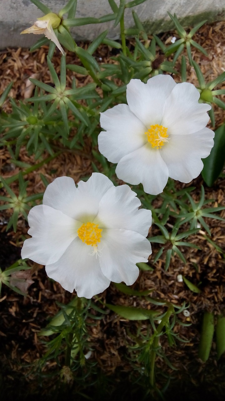 flower white nature free photo