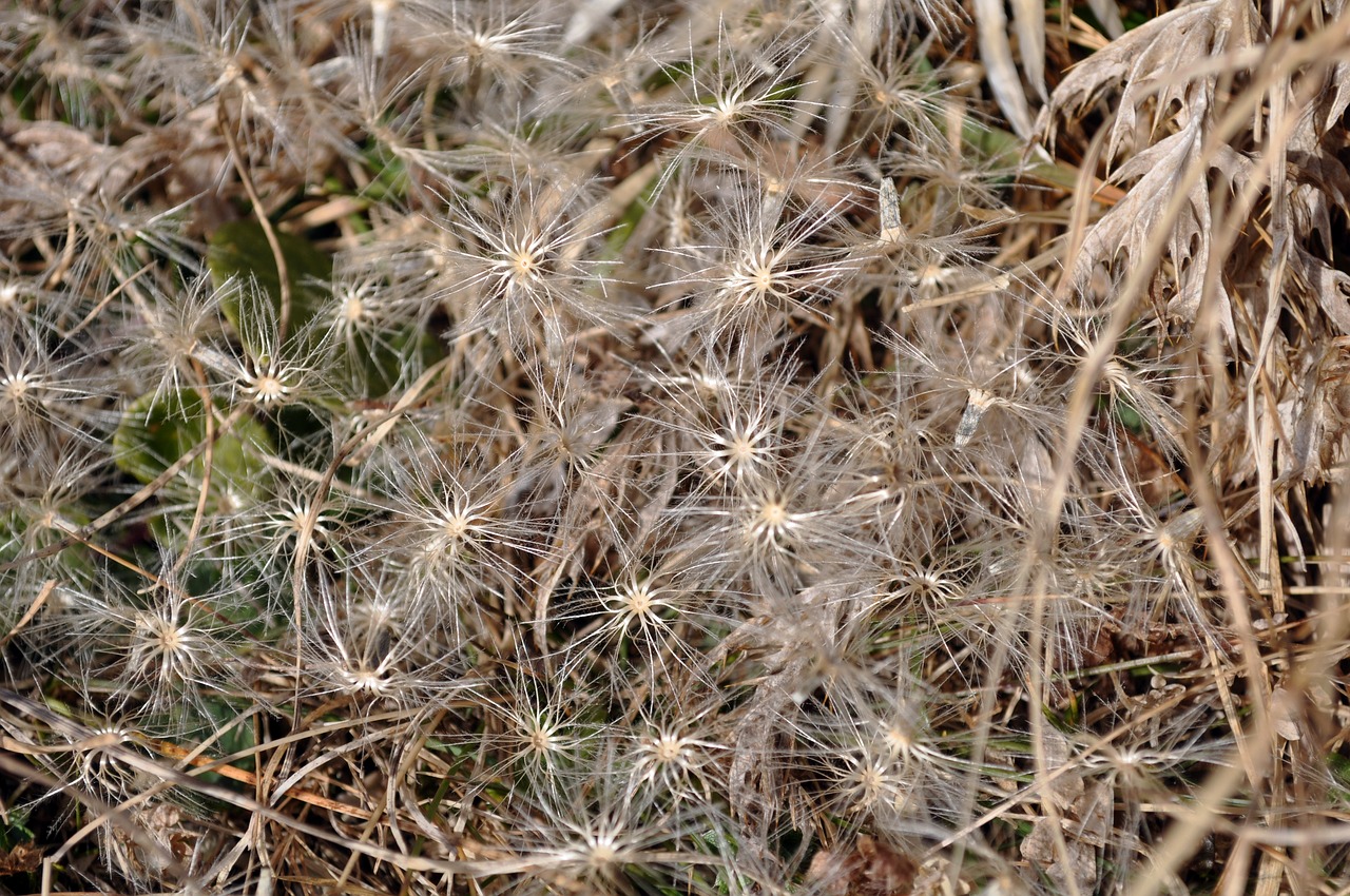 flower  star  grass free photo