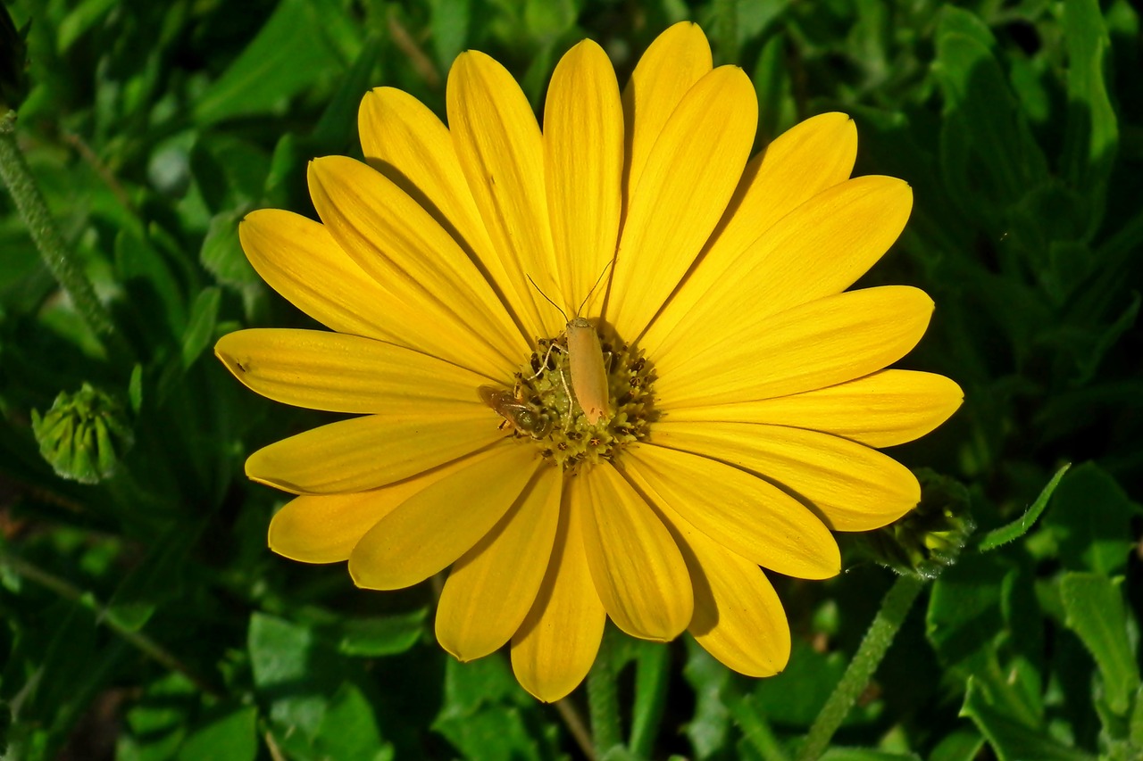 flower  yellow  summer free photo