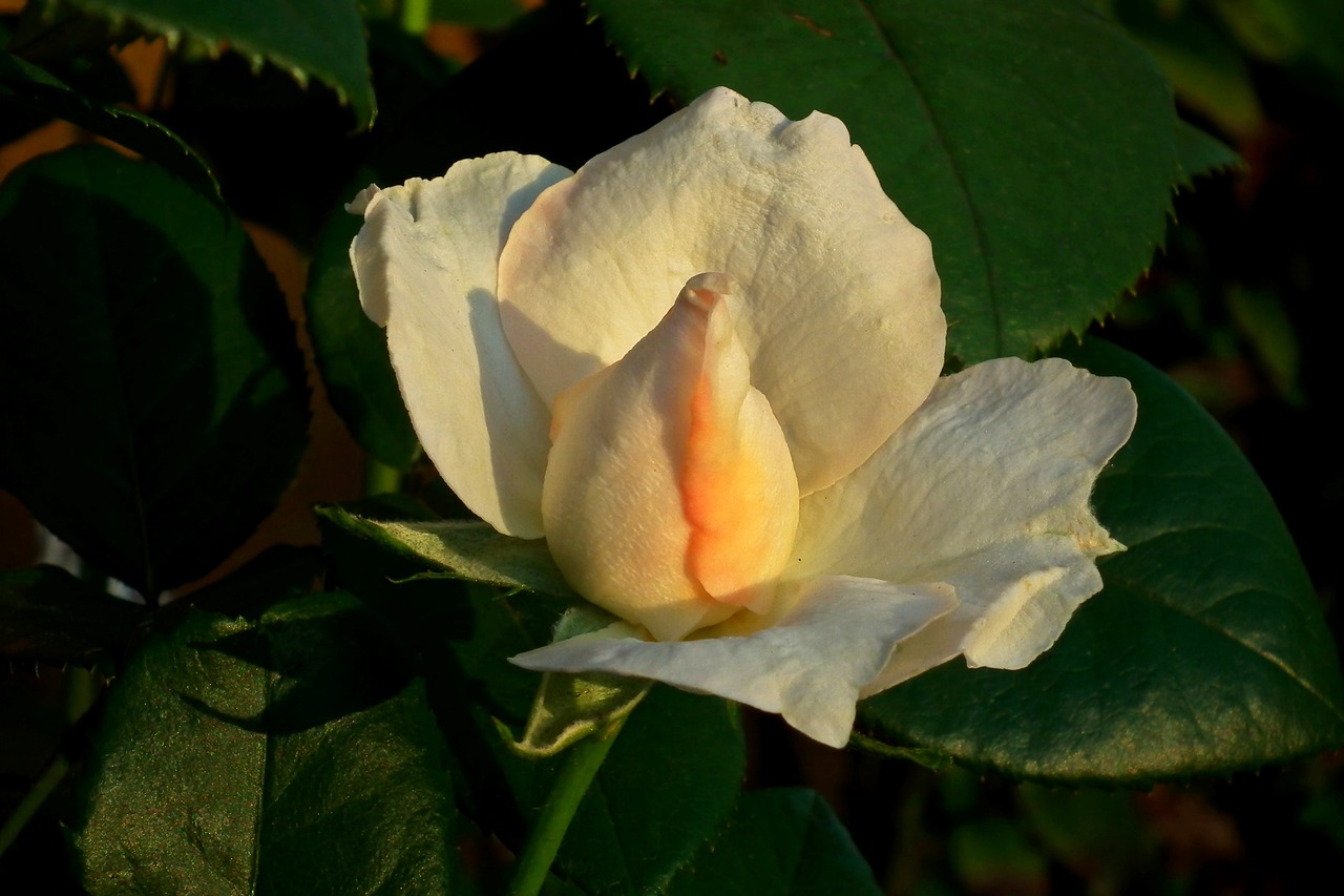 flower  rose  tea free photo