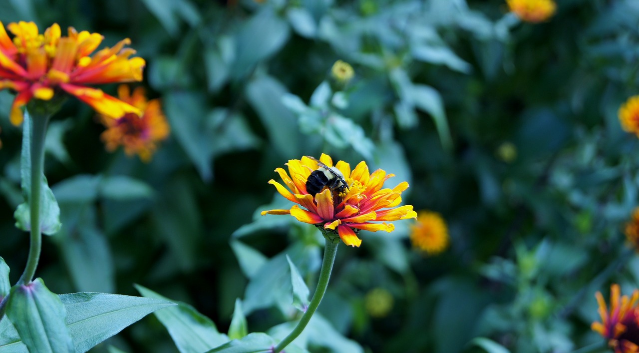 flower  leaf  the garden free photo