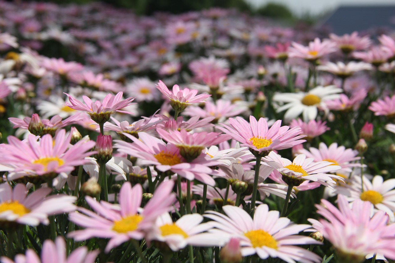 flower  spring  pink free photo