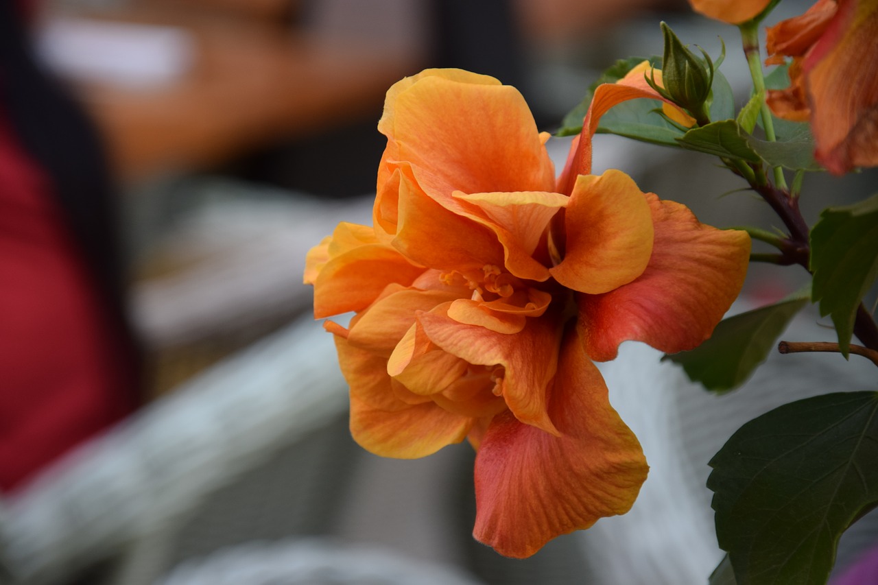 flower  orange  bloom free photo