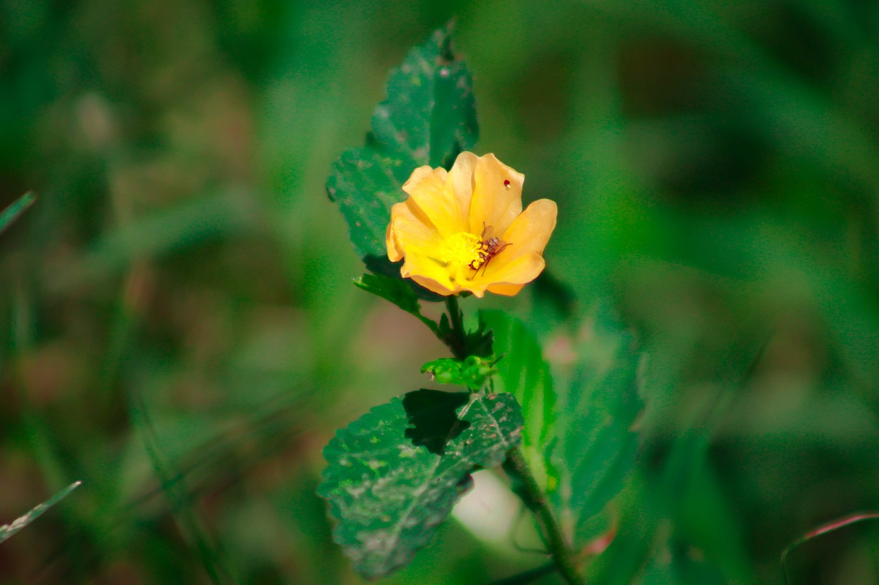 flower  green  plant free photo