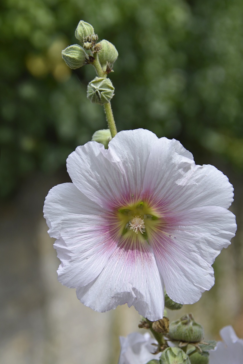 flower  hollyhock  garden free photo