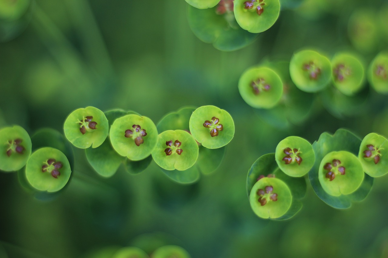 flower  macro  bloom free photo