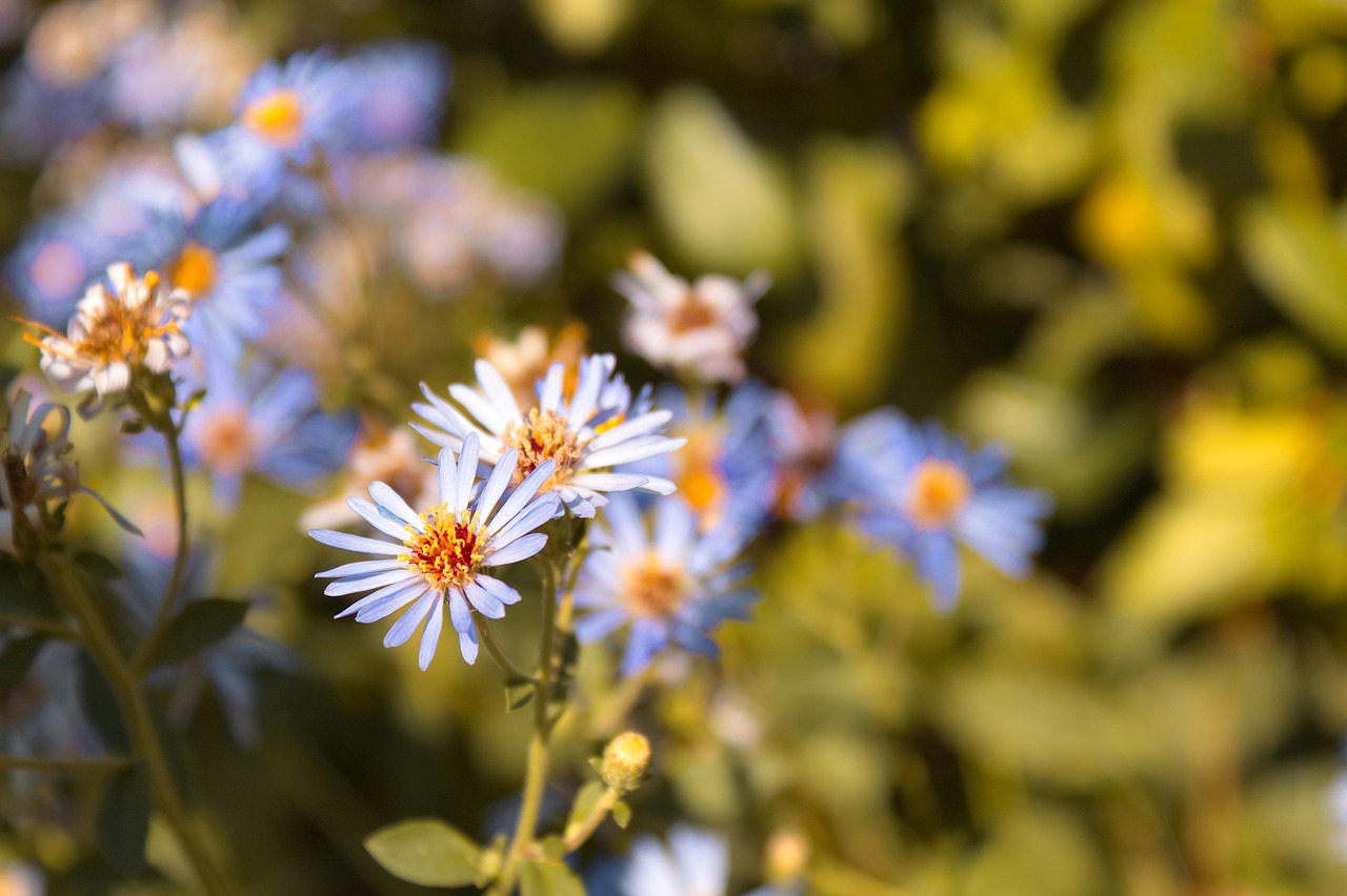 flower  macro  nature free photo