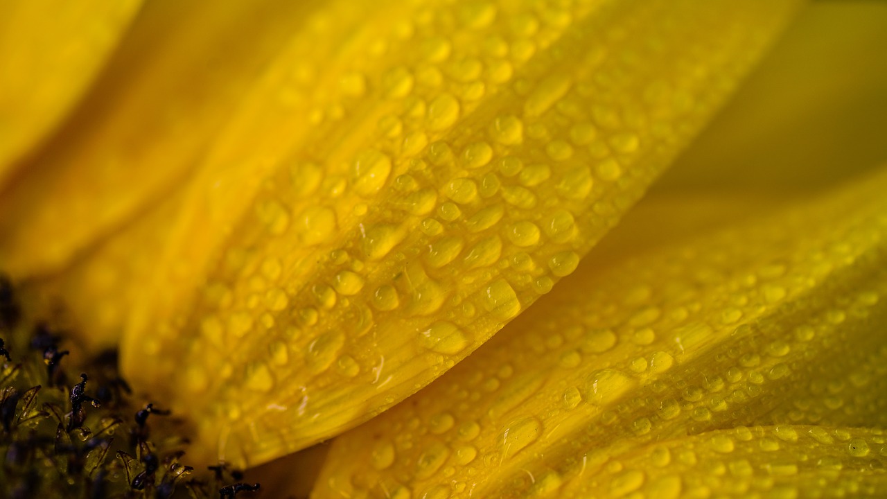 flower  sunflower  yellow free photo