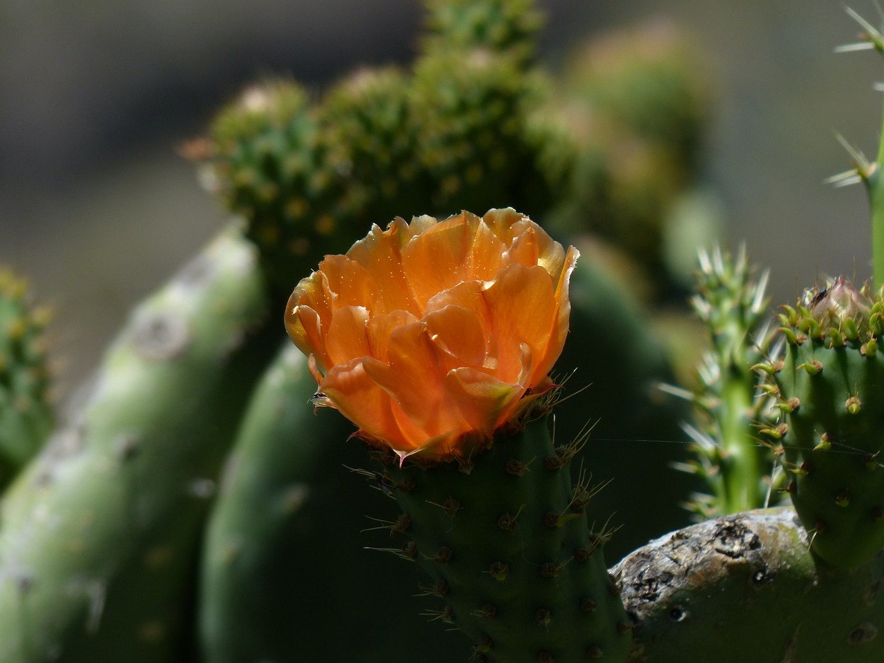 blossom bloom cactus free photo