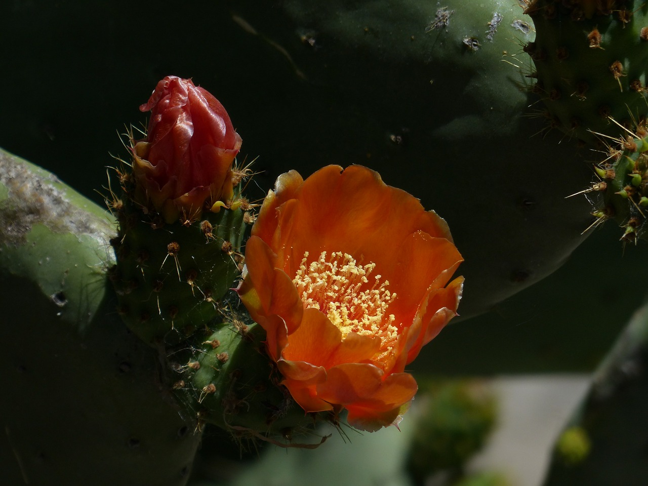blossom bloom cactus free photo