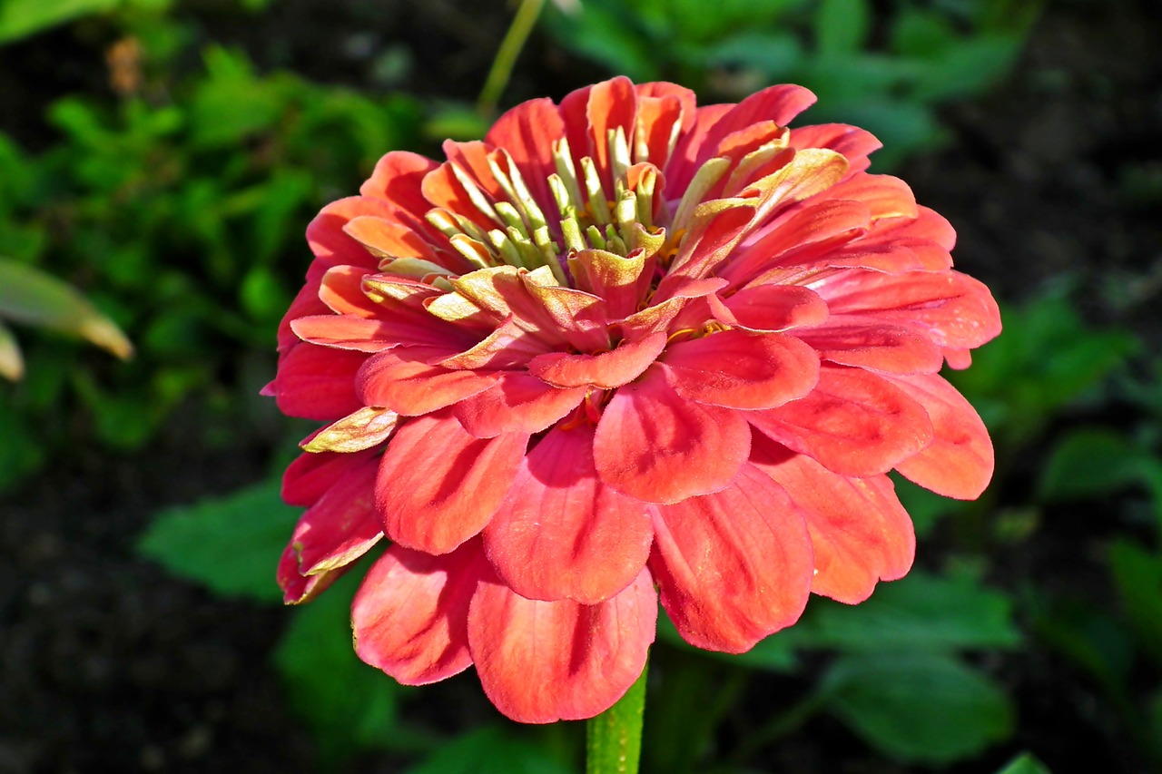 flower  zinnia  garden free photo