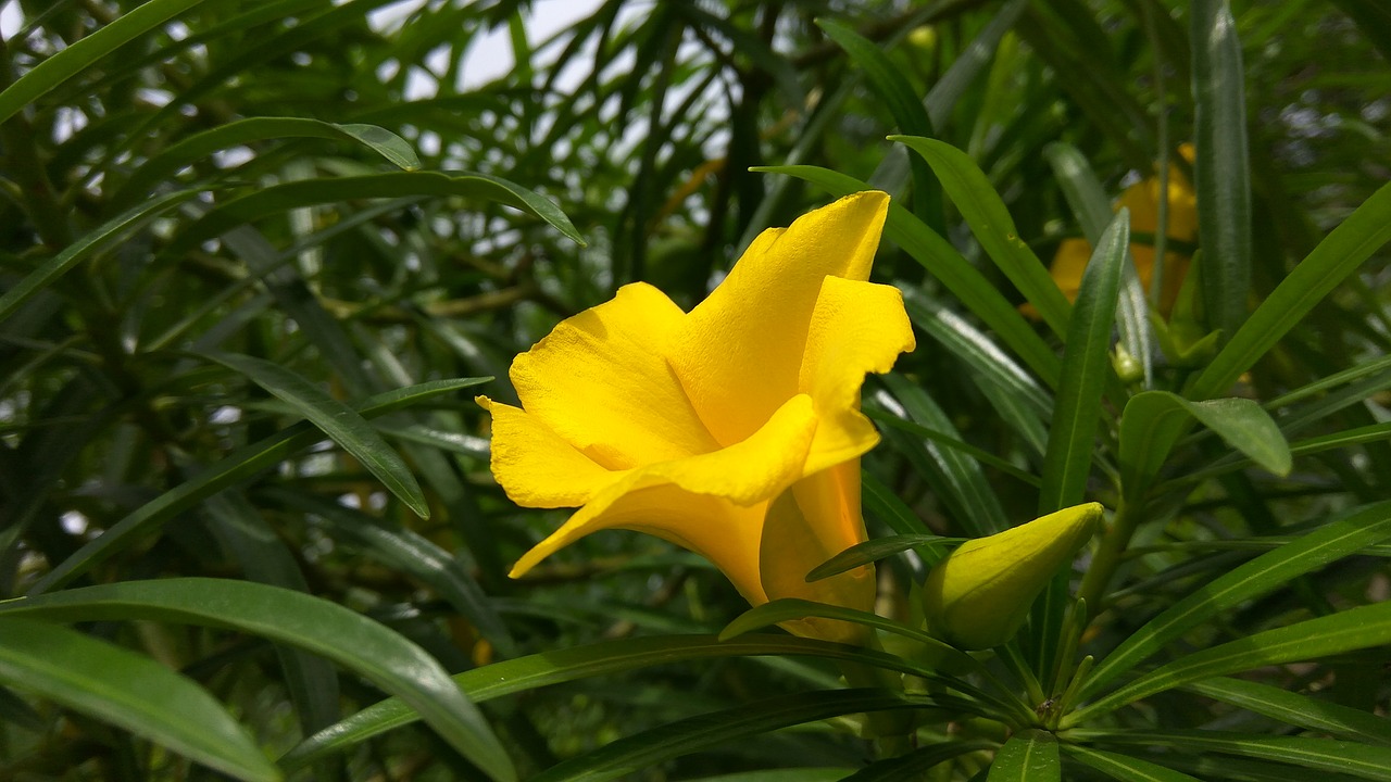 flower  park  yellow flower free photo